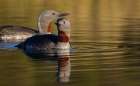 Red-throated loon pair at home in a tundra pond of the arctic habitat of the Seward Peninsula Art Print